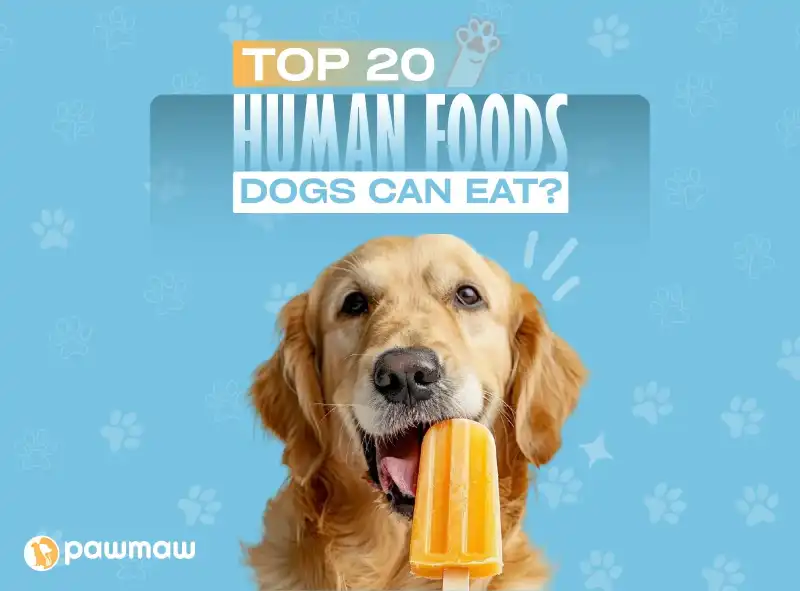 https://pawmaw-images.s3.ap-southeast-1.amazonaws.com/Blog-Image/human-foods-dogs-can-eat.png