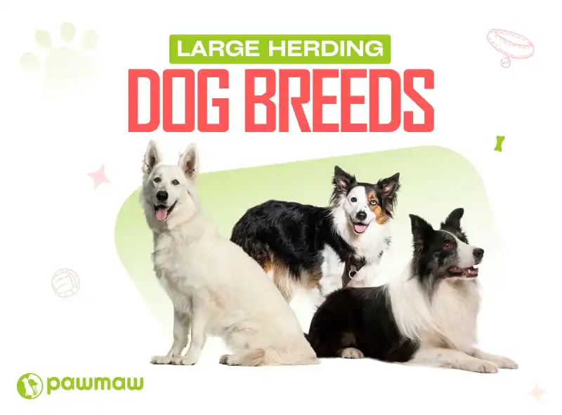 https://pawmaw-images.s3.ap-southeast-1.amazonaws.com/Blog-Image/large-herding-dog-breeds.png