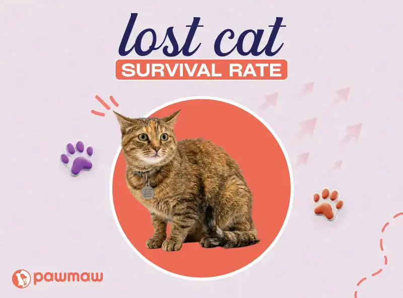 https://pawmaw-images.s3.ap-southeast-1.amazonaws.com/Blog-Image/lost-cat-survival-rate.png