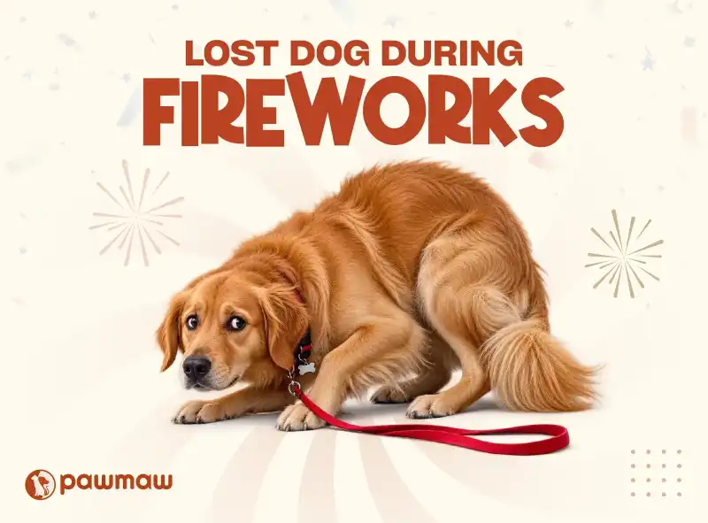 https://pawmaw-images.s3.ap-southeast-1.amazonaws.com/Blog-Image/lost-dog-during-fireworks.png