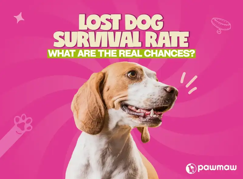 https://pawmaw-images.s3.ap-southeast-1.amazonaws.com/Blog-Image/lost-dog-survival-rate.png