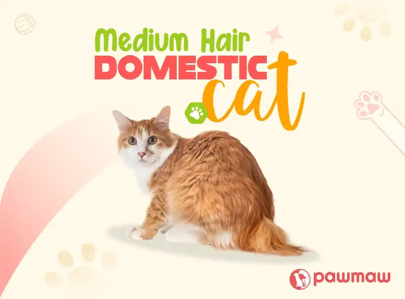 https://pawmaw-images.s3.ap-southeast-1.amazonaws.com/Blog-Image/medium-hair-domestic-cat.png