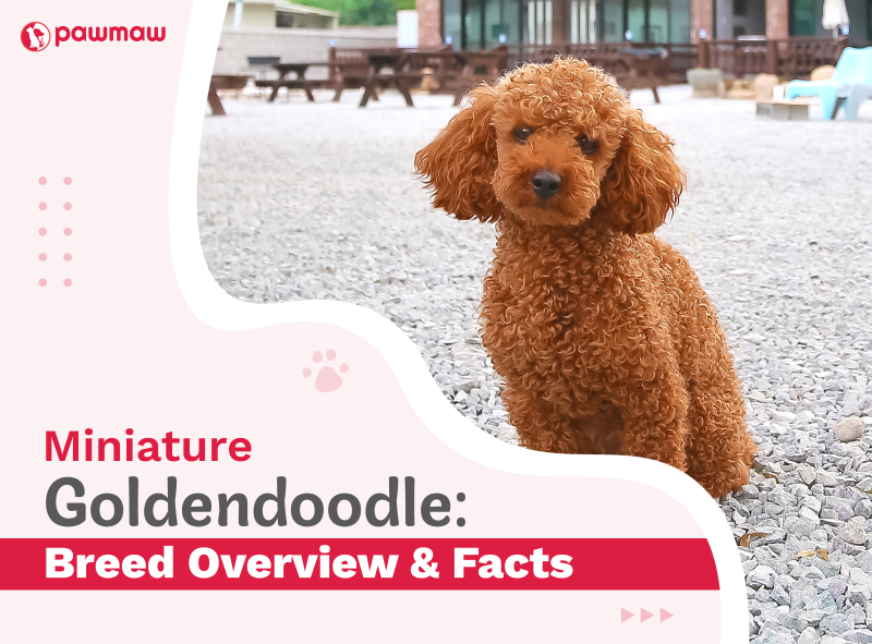 https://pawmaw-images.s3.ap-southeast-1.amazonaws.com/Blog-Image/miniature-goldendoodle-breed-overview-and-facts.png