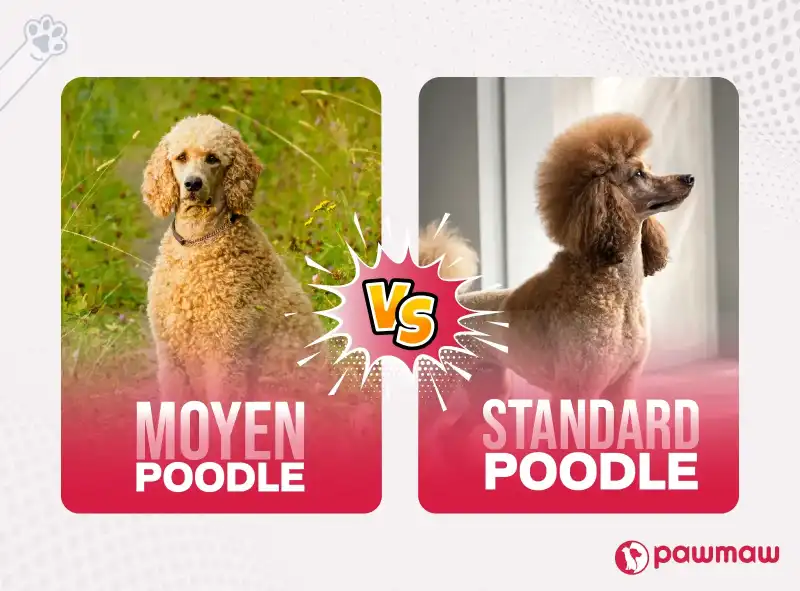 https://pawmaw-images.s3.ap-southeast-1.amazonaws.com/Blog-Image/moyen-poodle-vs-standard-poodle.png