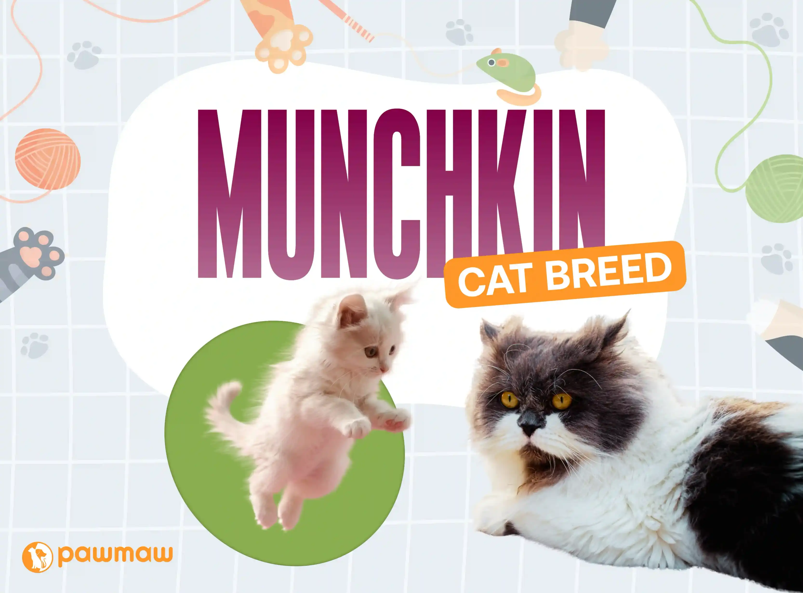 https://pawmaw-images.s3.ap-southeast-1.amazonaws.com/Blog-Image/munchkin-cat-breed.png