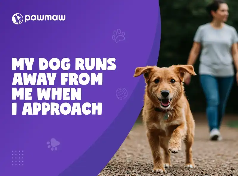 https://pawmaw-images.s3.ap-southeast-1.amazonaws.com/Blog-Image/my-dog-runs-away-from-me-when-i-approach.png