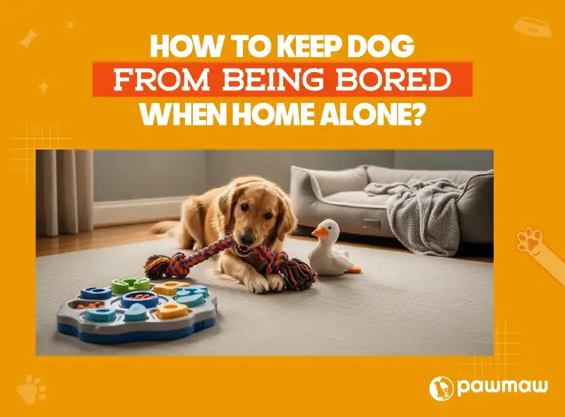 https://pawmaw-images.s3.ap-southeast-1.amazonaws.com/Blog-Image/reduce-dog-boredom-when-home-alone.png
