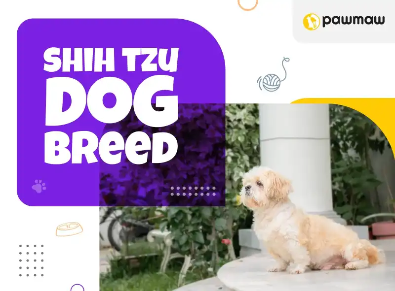 https://pawmaw-images.s3.ap-southeast-1.amazonaws.com/Blog-Image/shih-tzu-dog-breed.png