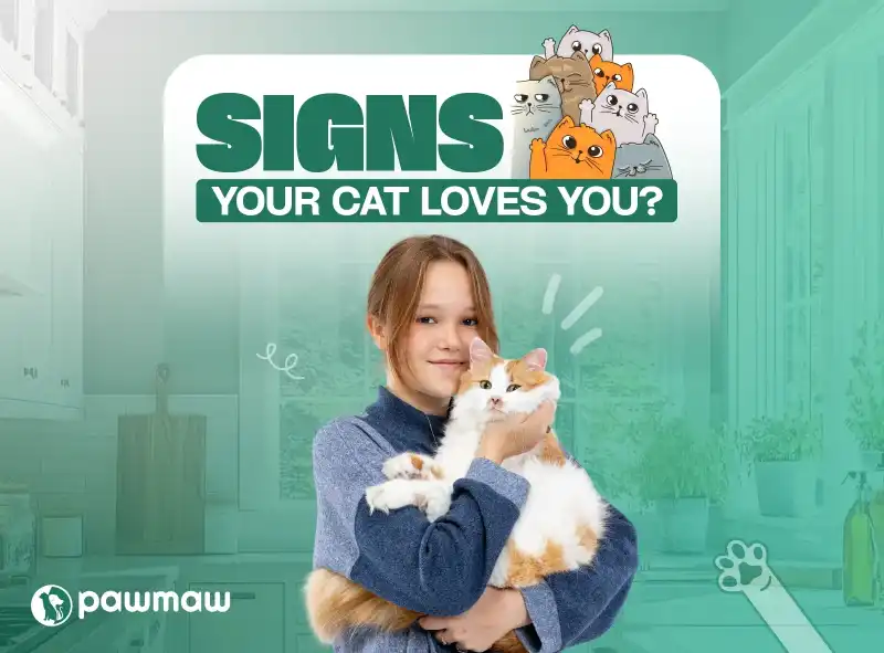 https://pawmaw-images.s3.ap-southeast-1.amazonaws.com/Blog-Image/signs-your-cat-loves-you.png