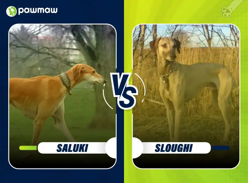 blogDetails.blogPreviewImage