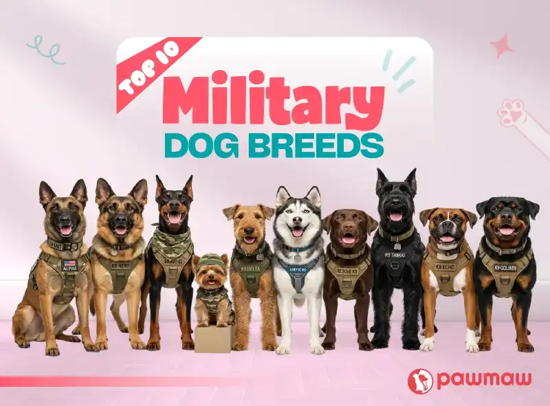 https://pawmaw-images.s3.ap-southeast-1.amazonaws.com/Blog-Image/top-military-dog-breeds.png