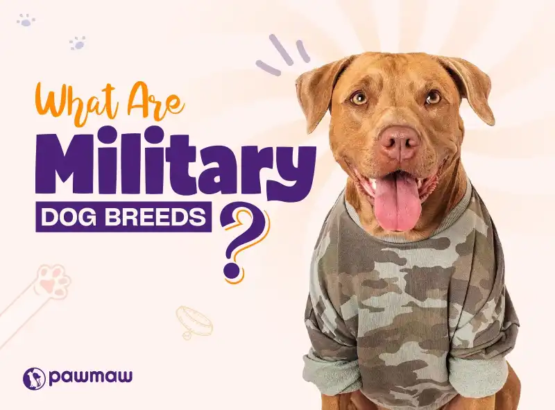 https://pawmaw-images.s3.ap-southeast-1.amazonaws.com/Blog-Image/what-are-military-dog-breeds.png
