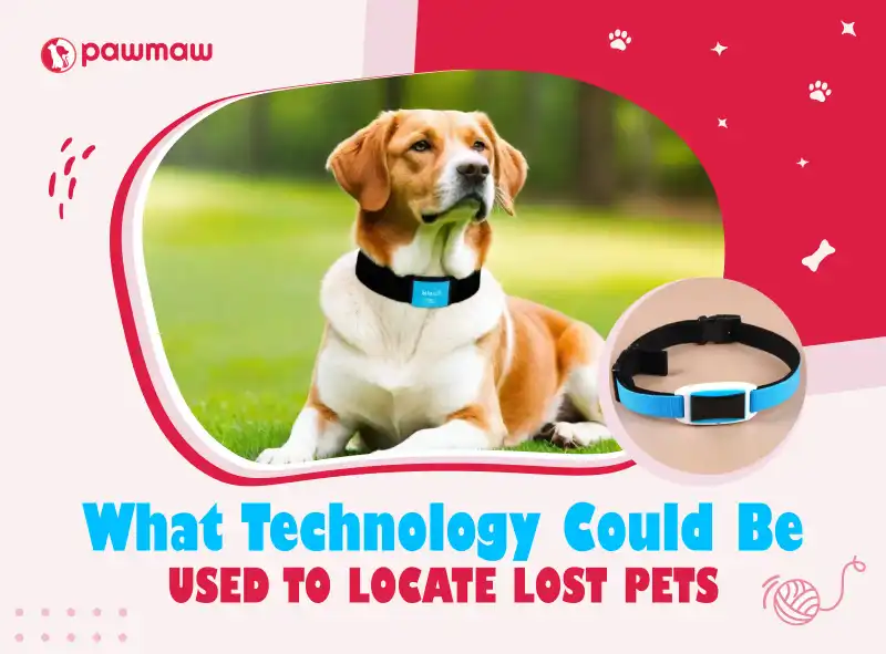 https://pawmaw-images.s3.ap-southeast-1.amazonaws.com/Blog-Image/what-technology-could-be-used-to-locate-lost-pets.png