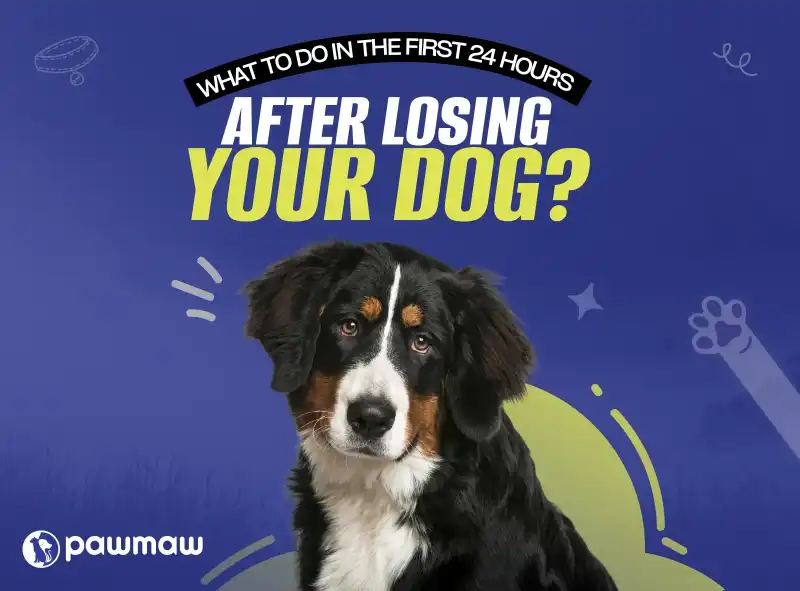 https://pawmaw-images.s3.ap-southeast-1.amazonaws.com/Blog-Image/what-to-do-first-24-hours-after-losing-your-dog.png