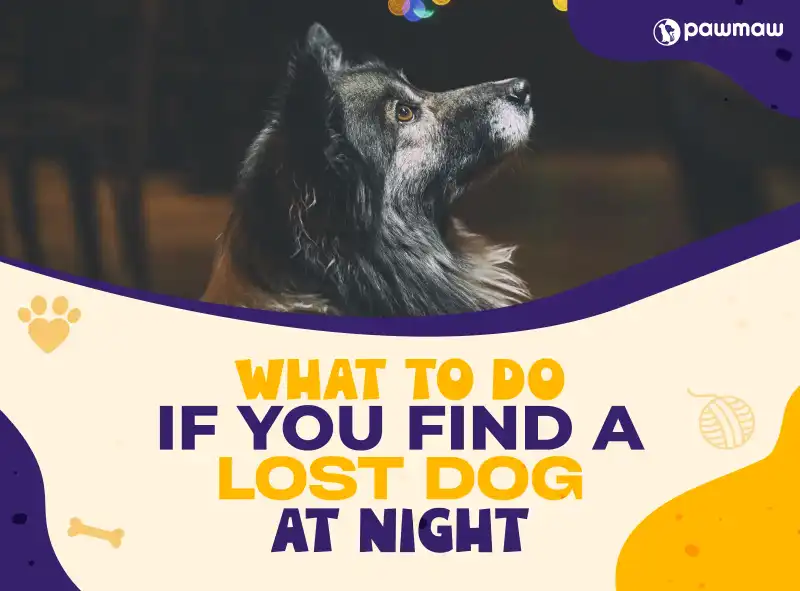 https://pawmaw-images.s3.ap-southeast-1.amazonaws.com/Blog-Image/what-to-do-if-you-find-a-lost-dog-at-night.png