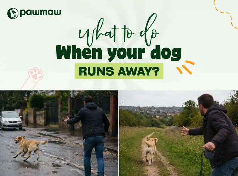 https://pawmaw-images.s3.ap-southeast-1.amazonaws.com/Blog-Image/what-to-do-when-your-dog-runs-away.png