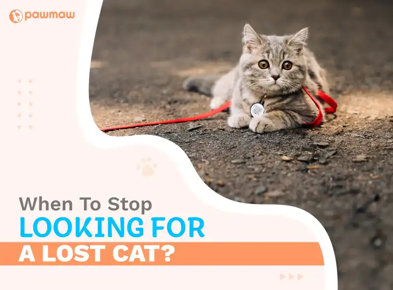 https://pawmaw-images.s3.ap-southeast-1.amazonaws.com/Blog-Image/when-to-stop-looking-for-a-lost-cat.png