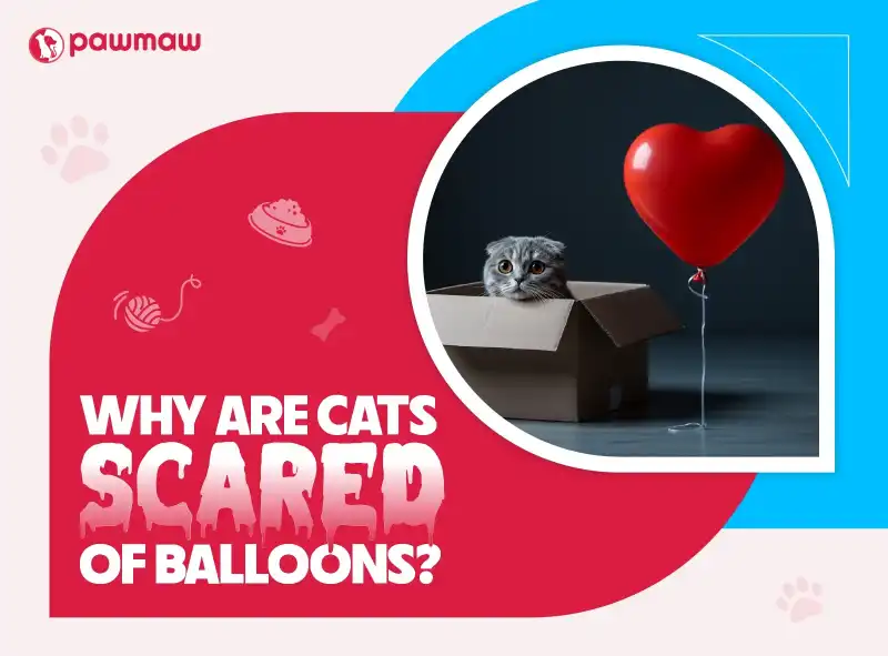 https://pawmaw-images.s3.ap-southeast-1.amazonaws.com/Blog-Image/why-are-cats-scared-of-balloons.png