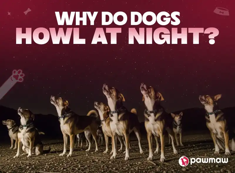 https://pawmaw-images.s3.ap-southeast-1.amazonaws.com/Blog-Image/why-do-dogs-howl-at-night.png