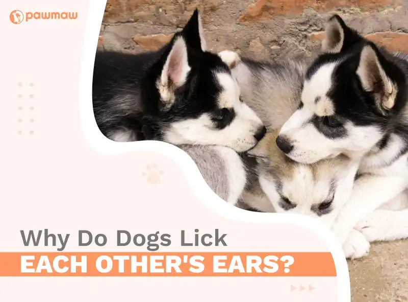 https://pawmaw-images.s3.ap-southeast-1.amazonaws.com/Blog-Image/why-do-dogs-lick-each-others-ears.png