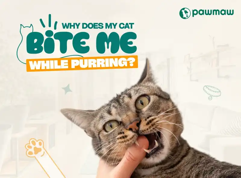 https://pawmaw-images.s3.ap-southeast-1.amazonaws.com/Blog-Image/why-does-my-cat-bite-me-while-purring.png