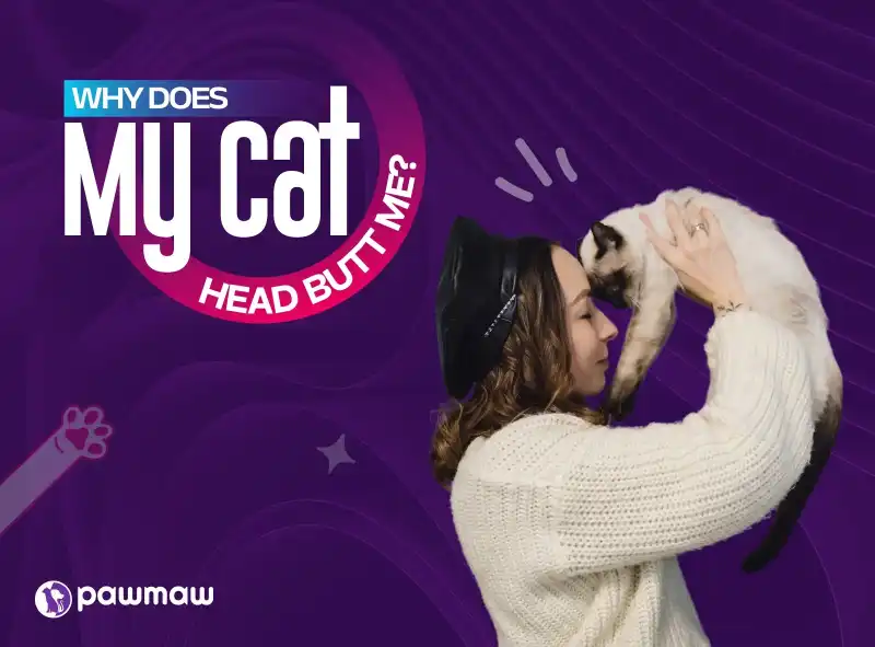 https://pawmaw-images.s3.ap-southeast-1.amazonaws.com/Blog-Image/why-does-my-cat-head-butt-me.png