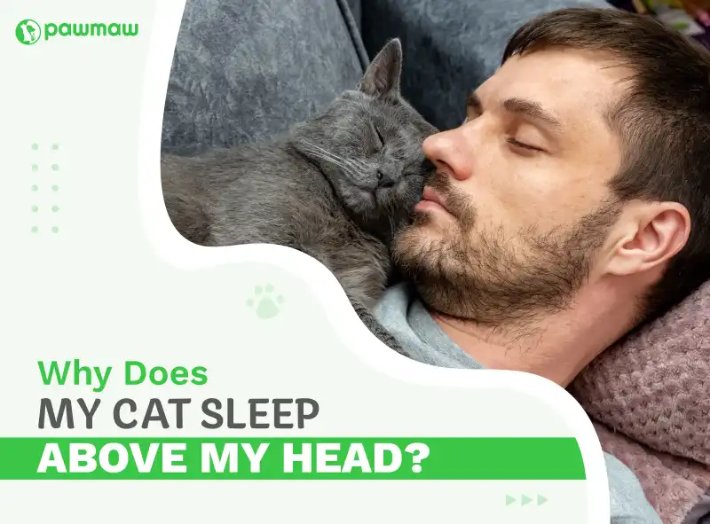 https://pawmaw-images.s3.ap-southeast-1.amazonaws.com/Blog-Image/why-does-my-cat-sleep-above-my-head.png