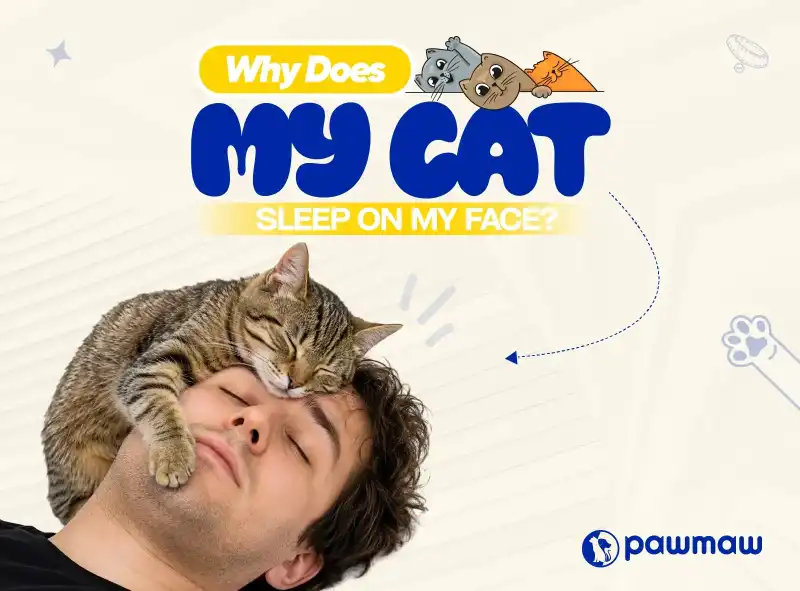 https://pawmaw-images.s3.ap-southeast-1.amazonaws.com/Blog-Image/why-does-my-cat-sleep-on-my-face.png