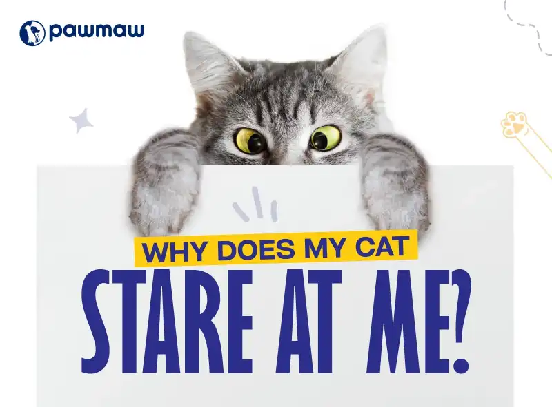 https://pawmaw-images.s3.ap-southeast-1.amazonaws.com/Blog-Image/why-does-my-cat-stare-at-me.png