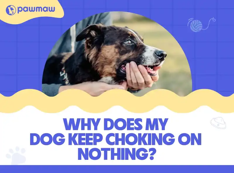 https://pawmaw-images.s3.ap-southeast-1.amazonaws.com/Blog-Image/why-does-my-dog-keep-choking-on-nothing.png