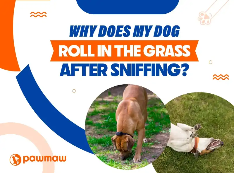 https://pawmaw-images.s3.ap-southeast-1.amazonaws.com/Blog-Image/why-does-my-dog-roll-in-the-grass-after-sniffing.png