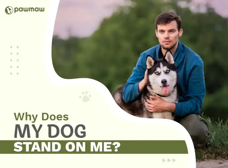 https://pawmaw-images.s3.ap-southeast-1.amazonaws.com/Blog-Image/why-does-my-dog-stand-on-me.png