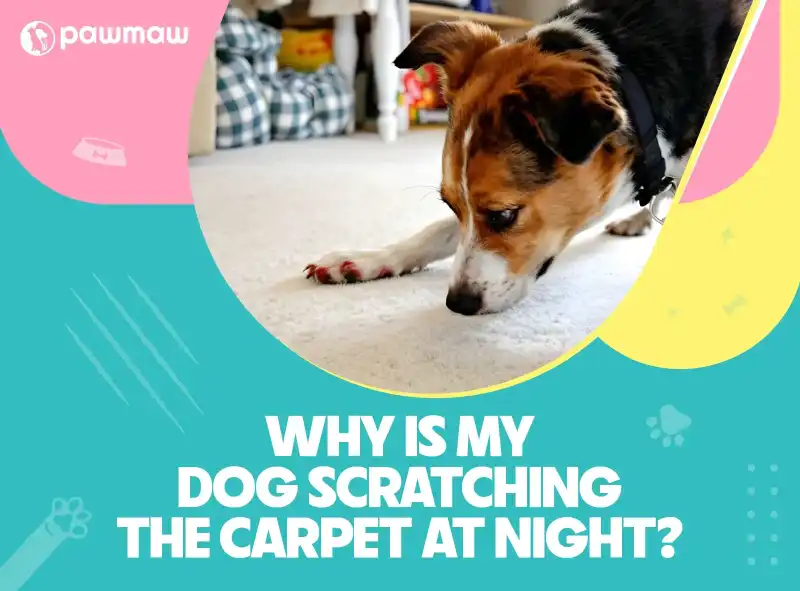 https://pawmaw-images.s3.ap-southeast-1.amazonaws.com/Blog-Image/why-is-my-dog-scratching-the-carpet-at-night.png