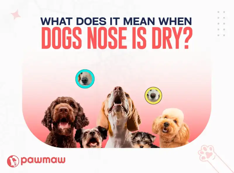 https://pawmaw-images.s3.ap-southeast-1.amazonaws.com/Blog-Image/why-is-my-dogs-nose-dry.png