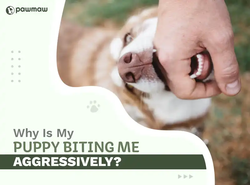 https://pawmaw-images.s3.ap-southeast-1.amazonaws.com/Blog-Image/why-is-my-puppy-biting-me-aggressively.png