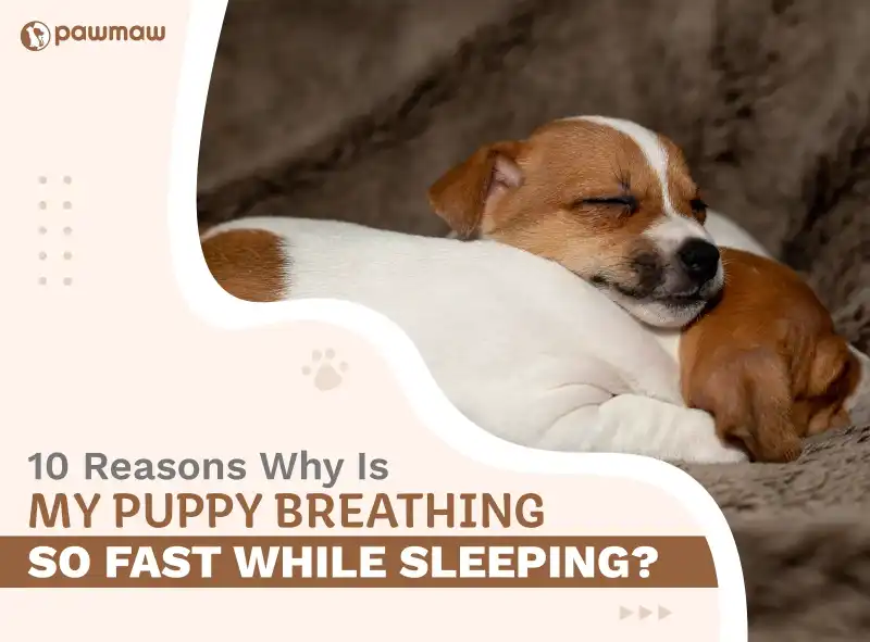 https://pawmaw-images.s3.ap-southeast-1.amazonaws.com/Blog-Image/why-is-my-puppy-breathing-so-fast-while-sleeping.png