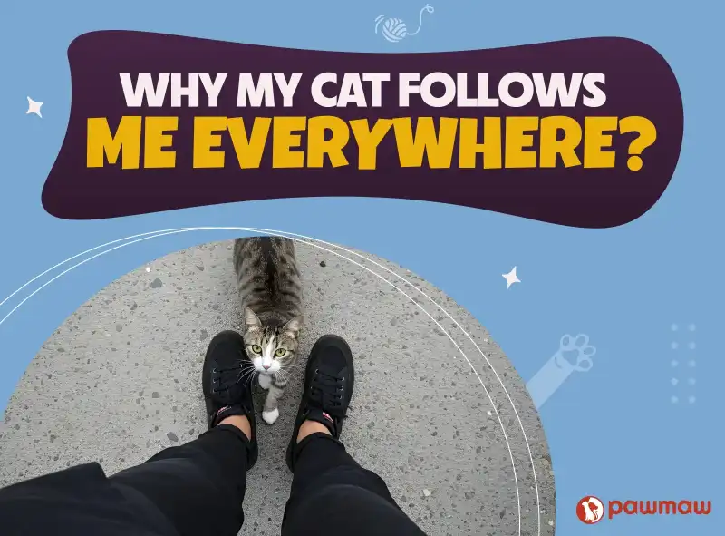https://pawmaw-images.s3.ap-southeast-1.amazonaws.com/Blog-Image/why-my-cat-follows-me-everywhere.png