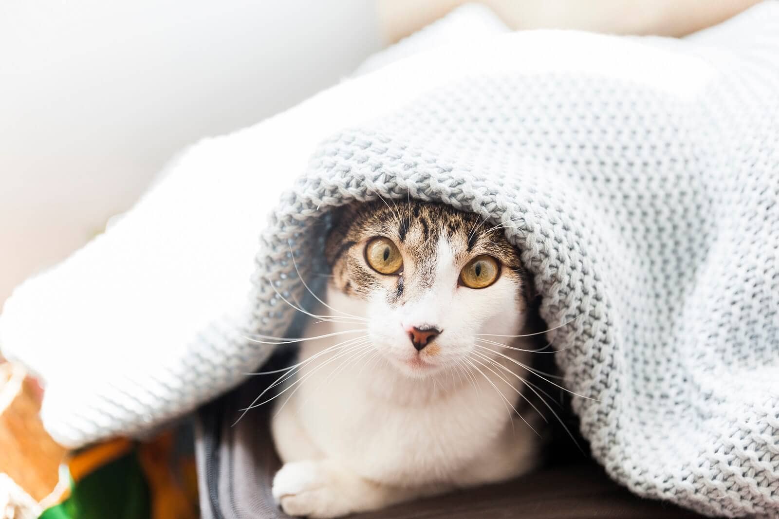 How fashion to find a cat in your house