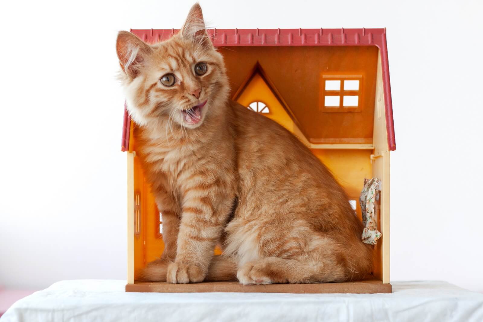 11 Surprising Reasons Why Do Cats Miss Their Owners