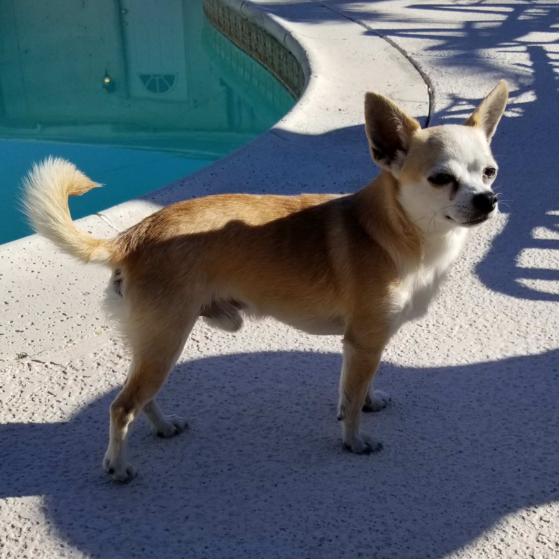 Found Chihuahua Male A Male Dog Found South Maryland Parkway