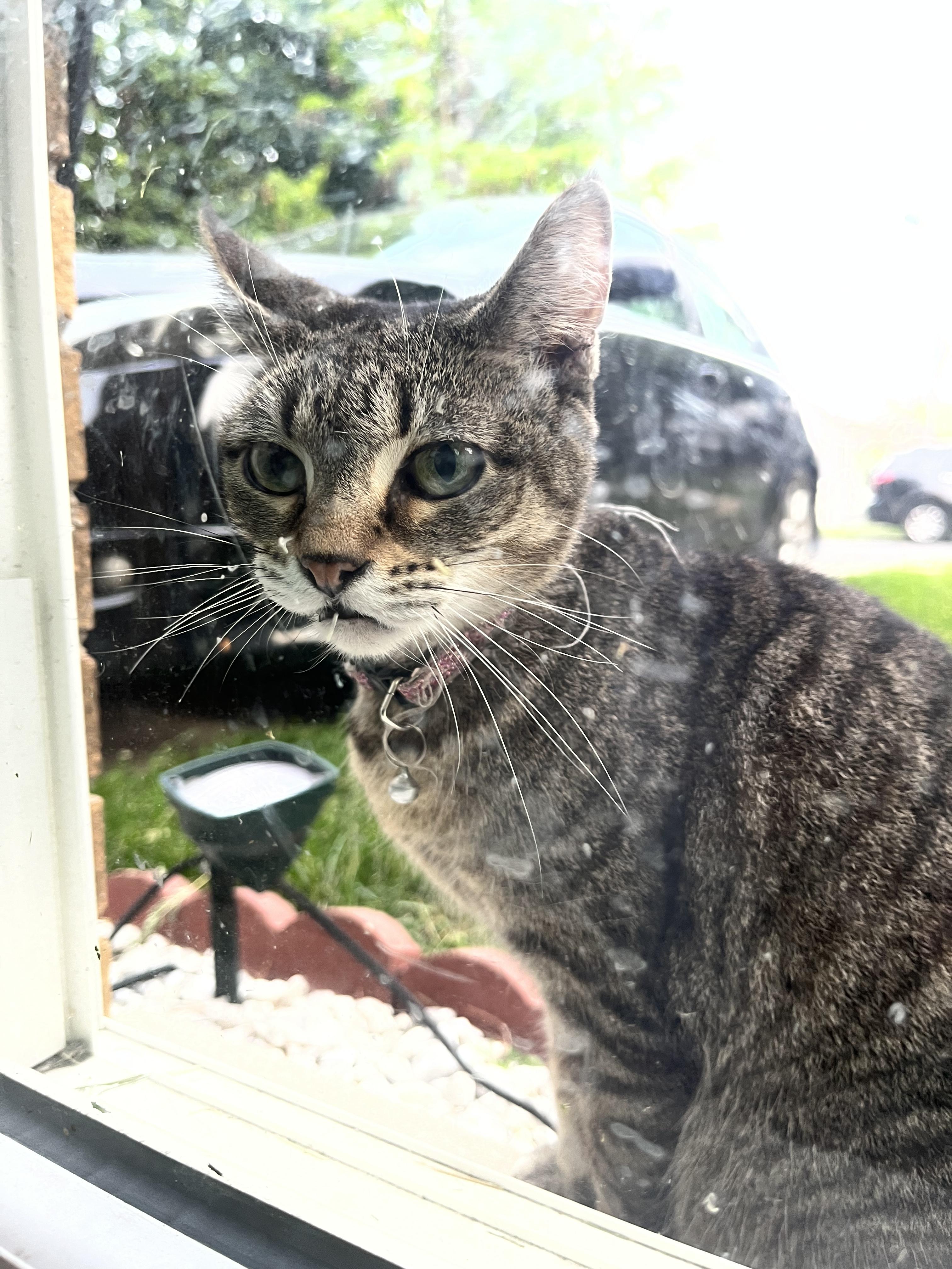 https://pawmaw-images.s3.ap-southeast-1.amazonaws.com/uploads/pets_image/found_128368.jpeg