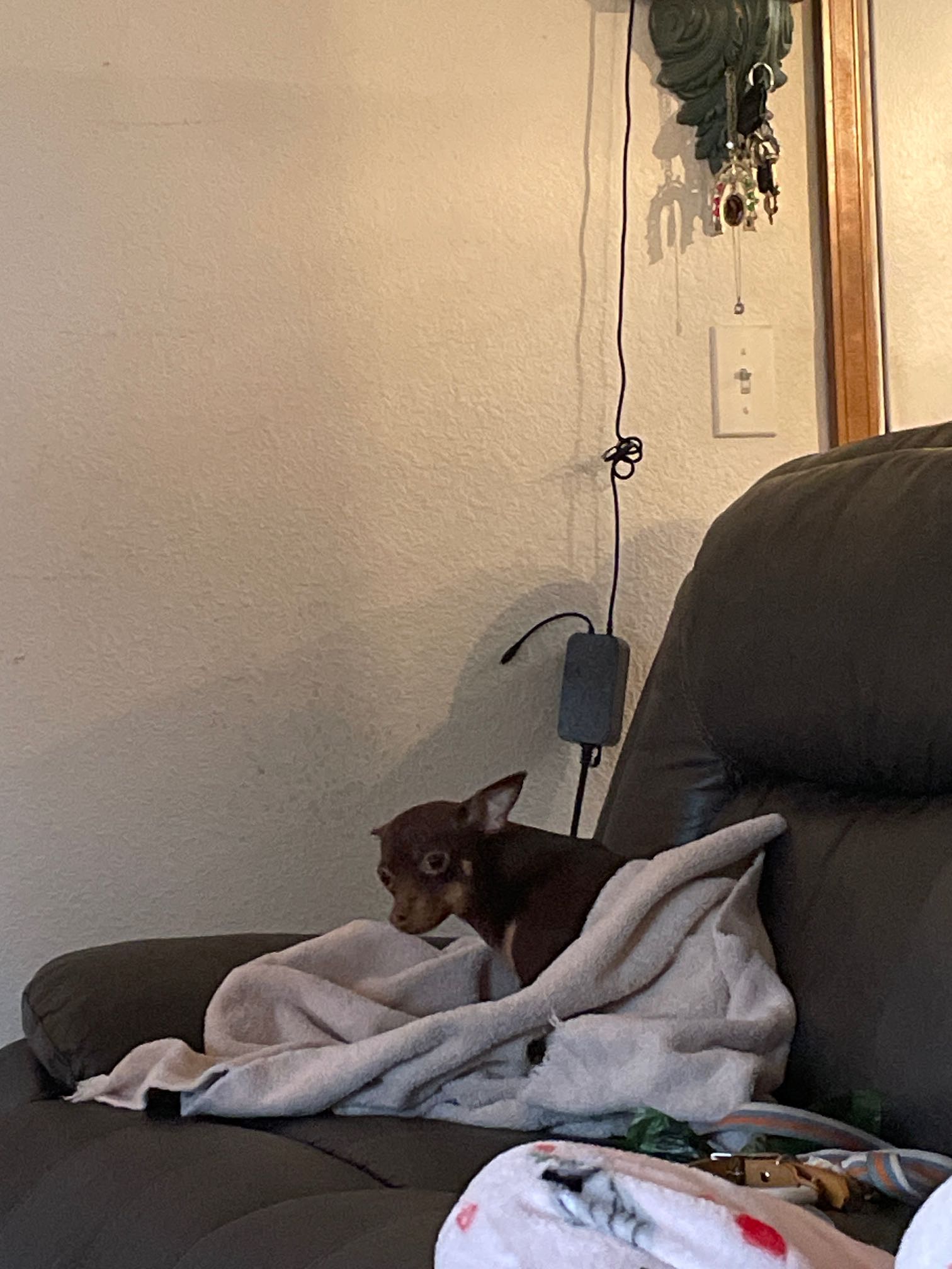 Unknown A Female Dog Found 18755 Sw 90th ave, Tualatin, Oregon