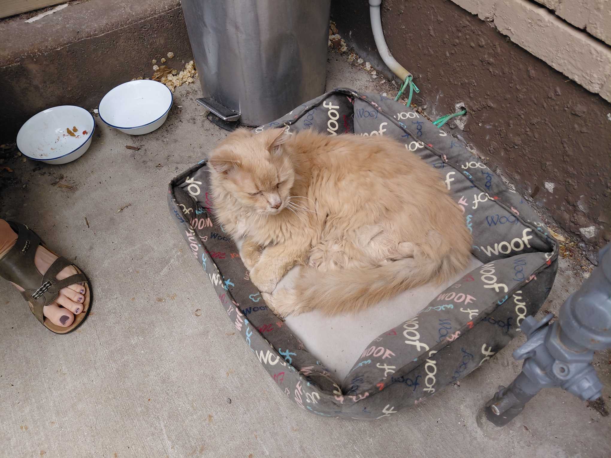 Found cat: Unknown in Salt Lake City