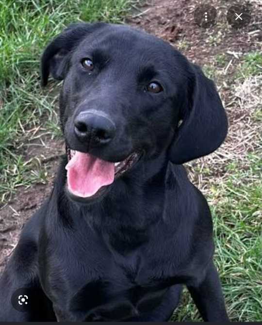 Found Dog in Coon Rapids, Minnesota — listing photo