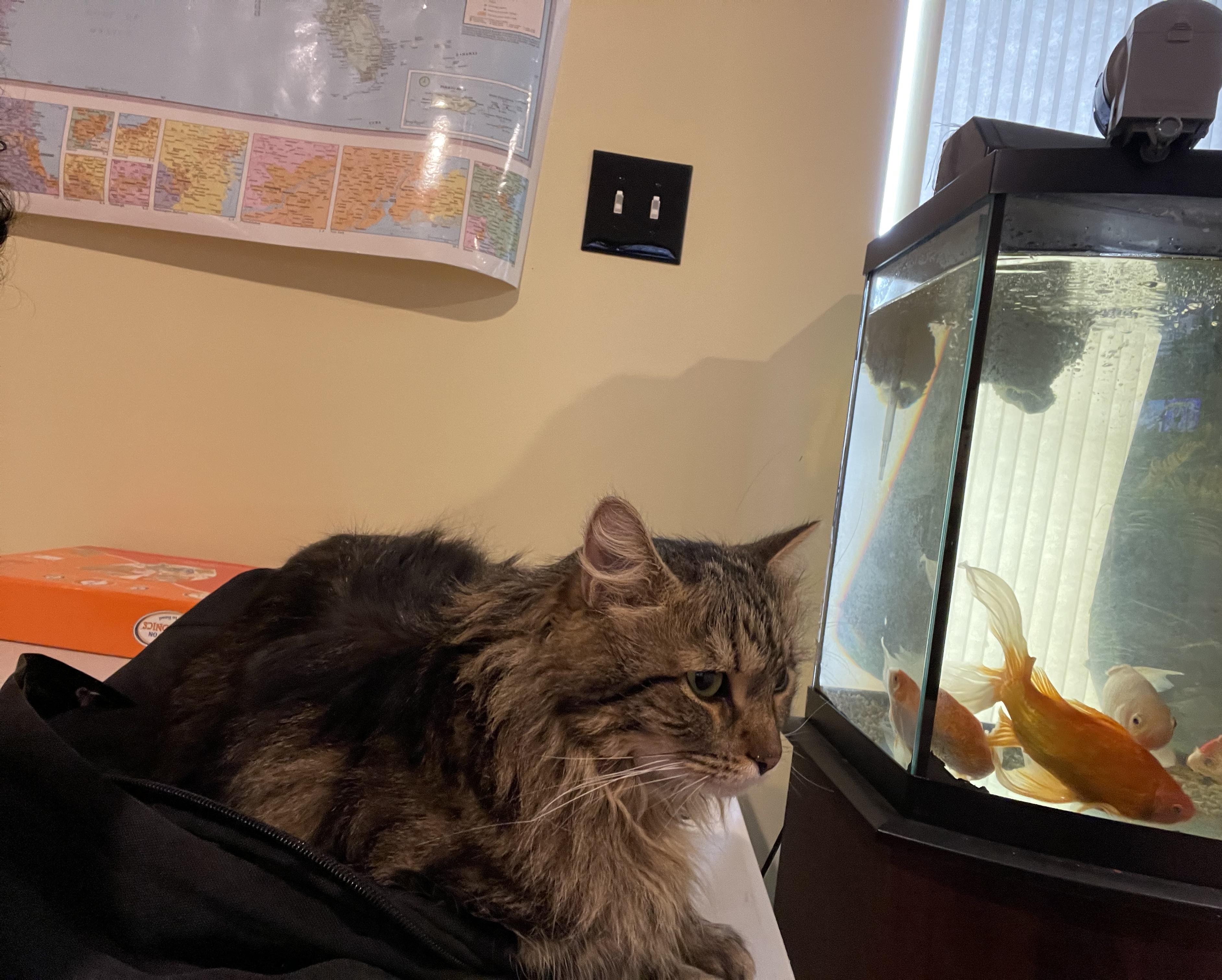 https://pawmaw-images.s3.ap-southeast-1.amazonaws.com/uploads/pets_image/lost117963.jpeg