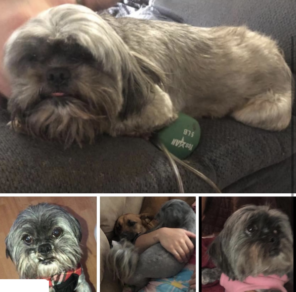 https://pawmaw-images.s3.ap-southeast-1.amazonaws.com/uploads/pets_image/lost119112.png