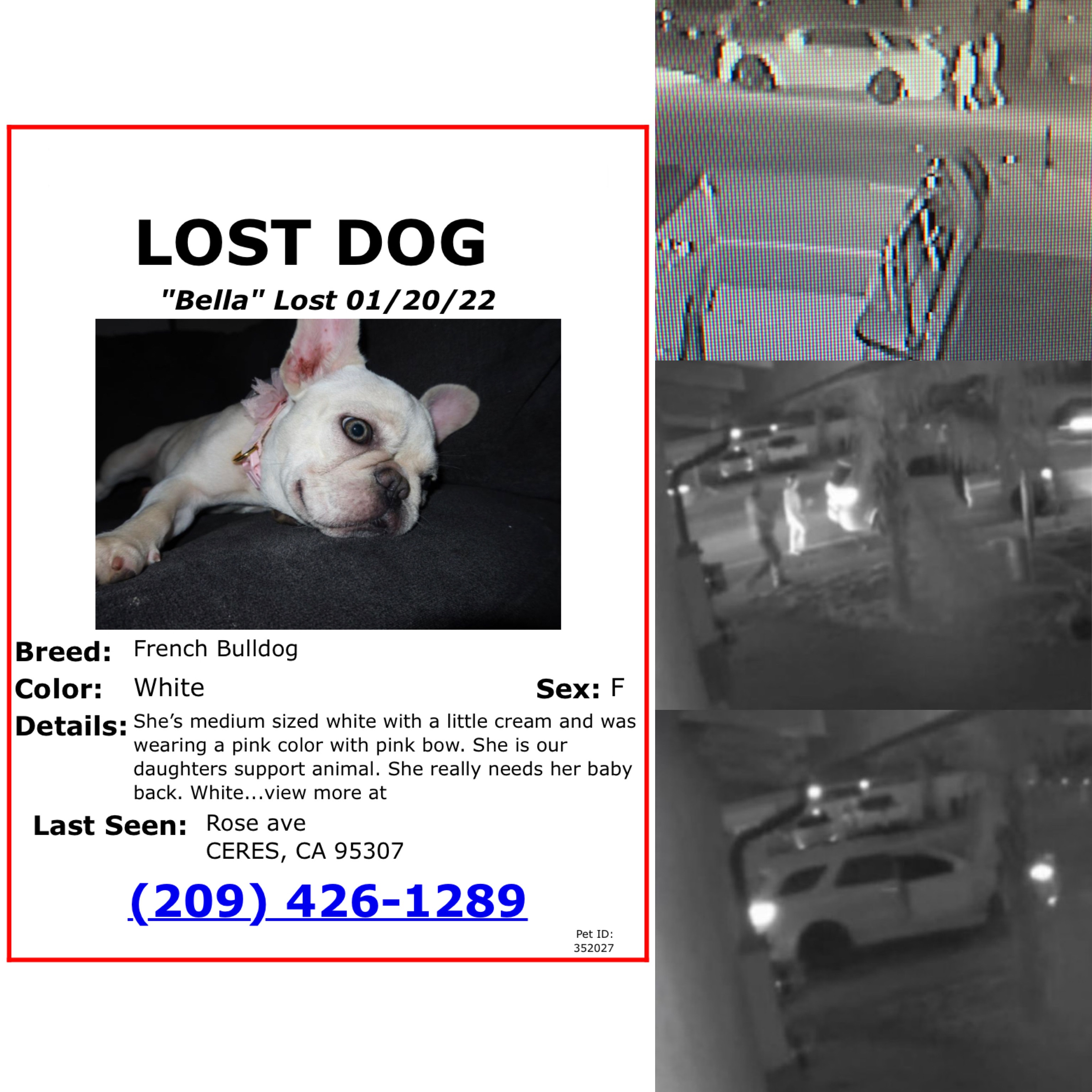 Andrea - A Female Dog Lost - rose ave, Whitmore, California, 95307 - PawMaw