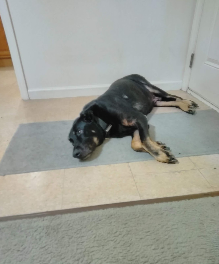 killer-a-male-dog-lost-319-south-15th-street-bowling-green