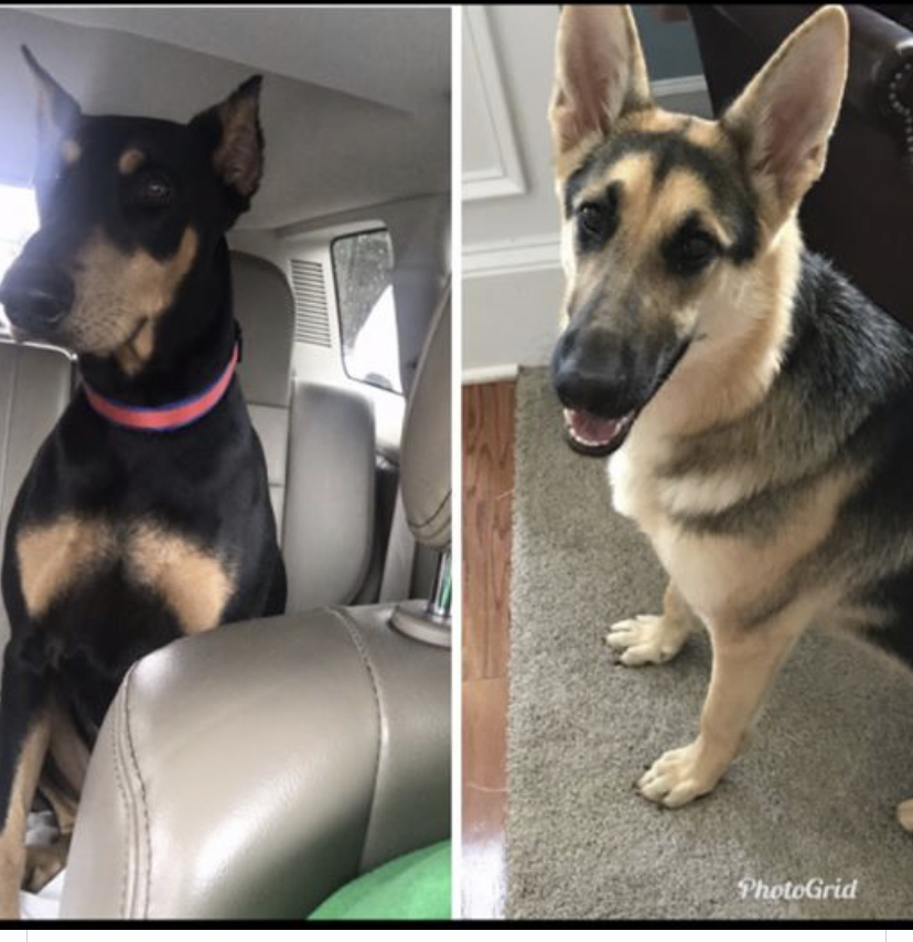 Chloe & Annie A Female Dog Lost BuddyWest Road, Newnan,