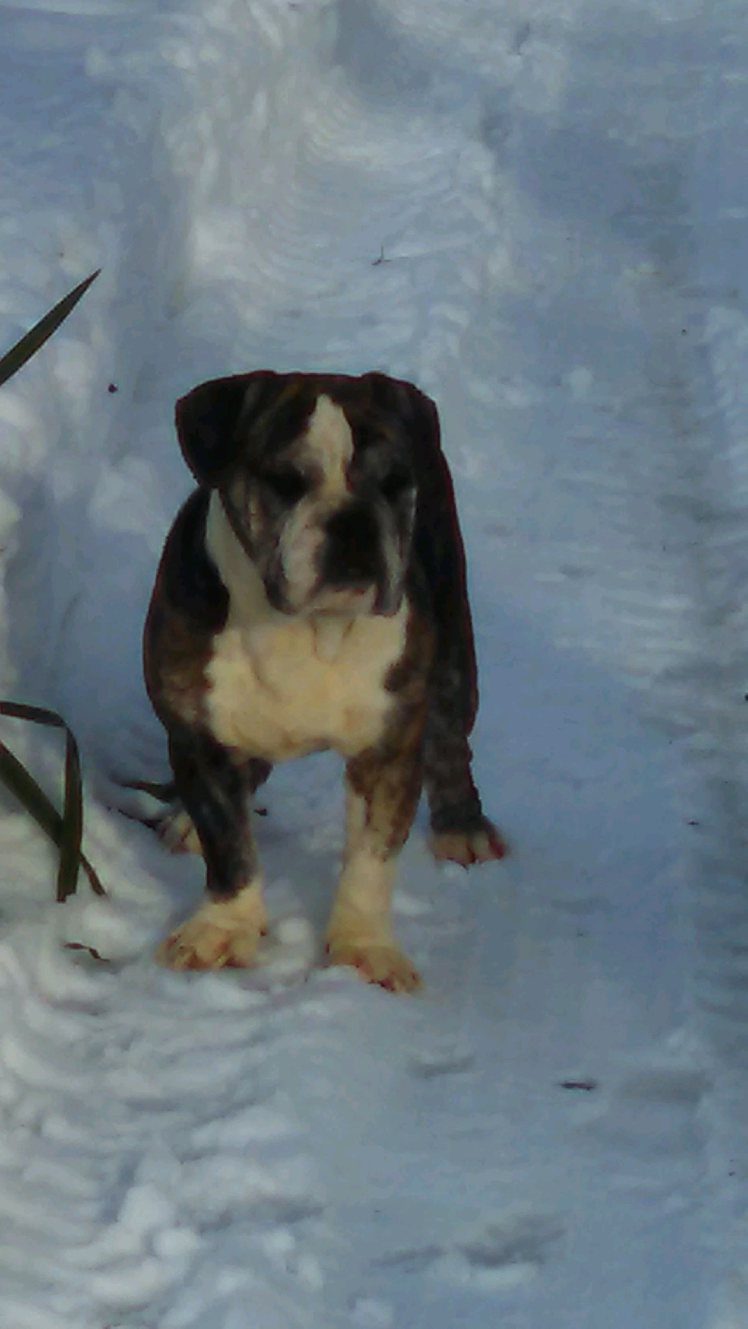 https://pawmaw-images.s3.ap-southeast-1.amazonaws.com/uploads/pets_image/lost_101154.jpg